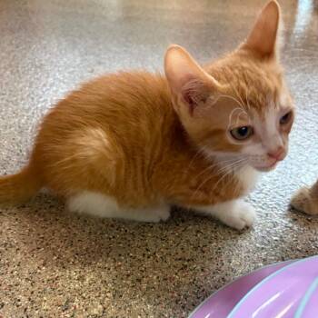 Domestic Short Hair Cats Available for Adoption in Sarasota, Florida - Owen | PetCurious