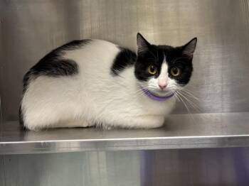 Domestic Short Hair Cats Available for Adoption in Ames, Iowa - ARIE | PetCurious