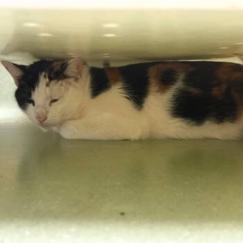 Domestic Short Hair Cats Available for Adoption in Norman, Oklahoma - Callie | PetCurious