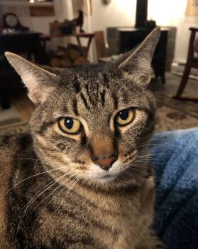 Tabby Cats Available for Adoption - Boom Boom | PetCurious
