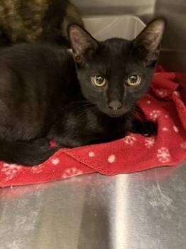 Goobert -  Domestic Short Hair Cat for Adoption in Lafayette, Indiana - Goobert | PetCurious
