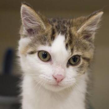 Hope -  Domestic Short Hair Cat for Adoption in Verona, Wisconsin - Hope | PetCurious