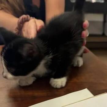 Bruno -  Domestic Short Hair Cat for Adoption in Brentwood, Missouri - Bruno | PetCurious