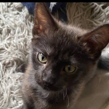 Bandit -  Domestic Short Hair Cat for Adoption in Omaha, Nebraska - Bandit | PetCurious