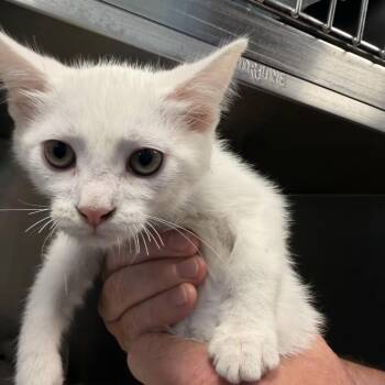 Domestic Short Hair Cats Available for Adoption in Englewood, Florida - Nimbus | PetCurious