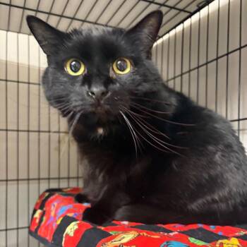 Chekov -  Domestic Short Hair Cat for Adoption in Chilliwack, British Columbia - Chekov | PetCurious