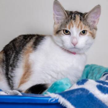 Lois -  Domestic Short Hair Cat for Adoption in Victor, New York - Lois | PetCurious
