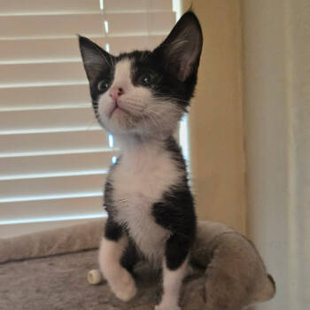 Rescue Domestic Short Hair Cats for Adoption in Arizona City, Arizona - N-Dilly | PetCurious