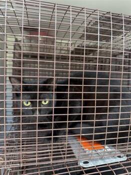 A657410 -  Domestic Short Hair Cat for Adoption in Houston, Texas - A657410 | PetCurious