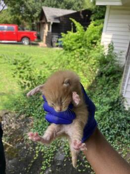 ORANGY -  Domestic Short Hair Cat for Adoption in Dallas, Texas - ORANGY | PetCurious