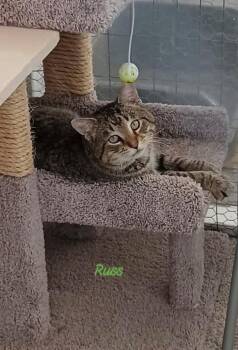 Rescue Domestic Short Hair Cats for Adoption in Walworth, Wisconsin - Russ | PetCurious
