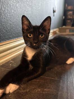 Domestic Short Hair Cats Available for Adoption in Dallas, Texas - Vader | PetCurious