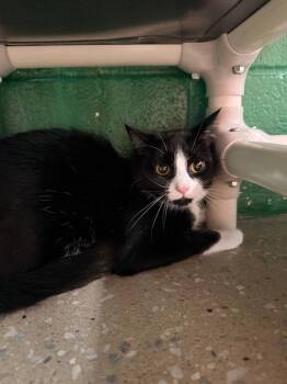 Domestic Short Hair Cats Available for Adoption in Burnsville, North Carolina - Picante | PetCurious