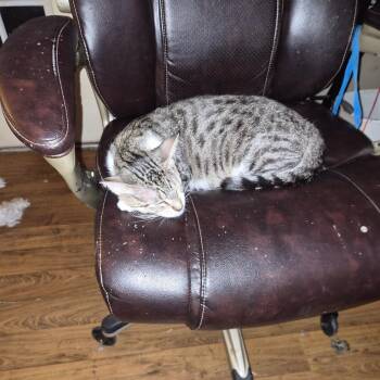 Snacks -  Domestic Short Hair Cat for Adoption in San Antonio, Texas - Snacks | PetCurious