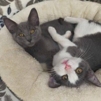 Neymar -  Domestic Short Hair Cat for Adoption in Riverwoods, Illinois - Neymar | PetCurious