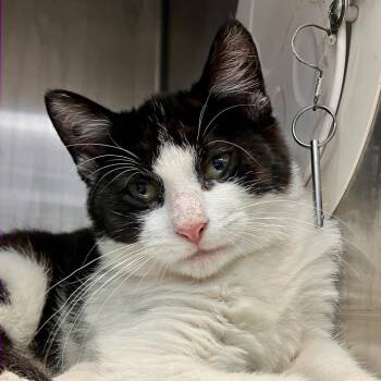 Pudding -  Domestic Short Hair Cat for Adoption in Port Charlotte, Florida - Pudding | PetCurious