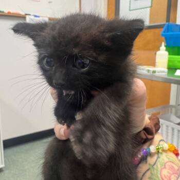 Wren -  Domestic Short Hair Cat for Adoption in Clearwater, Florida - Wren | PetCurious