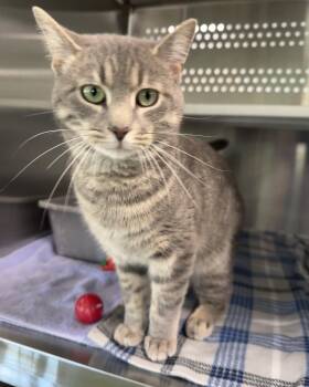 Domestic Short Hair Cats Available for Adoption in Seneca, Pennsylvania - Quincy | PetCurious