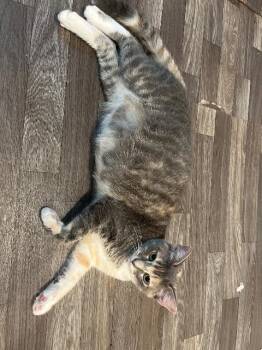 Blondie -  Domestic Short Hair Cat for Adoption in Corpus Christi, Texas - Blondie | PetCurious