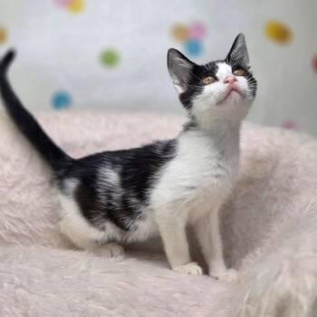 Nilla-C -  Domestic Short Hair Cat for Adoption in East St. Louis, Illinois - Nilla-C | PetCurious