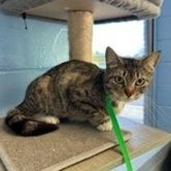 Domestic Short Hair Cats Available for Adoption in Wilmington, Delaware - Lucy 2 | PetCurious