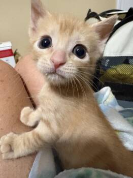 Joss -  Domestic Short Hair Cat for Adoption in Buford, Georgia - Joss | PetCurious