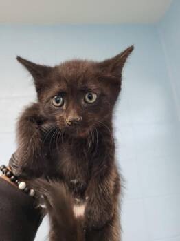 Domestic Short Hair Cats Available for Adoption in Lawrenceville, Georgia - If-12 | PetCurious