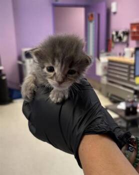61729006 -  Domestic Medium Hair Cat for Adoption in El Paso, Texas - 61729006 | PetCurious