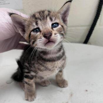 Jember 26-07-180 -  Domestic Short Hair Cat for Adoption in Bastrop, Texas - Jember 26-07-180 | PetCurious