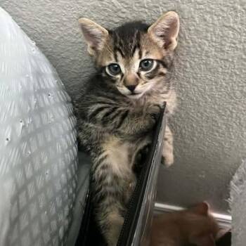 Domestic Short Hair Cats Available for Adoption in Nampa, Idaho - Regina | PetCurious