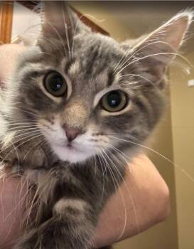 Churro Dip -  Domestic Long Hair Cat for Adoption in Syracuse, New York - Churro Dip | PetCurious