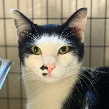 Rescue Domestic Short Hair Cats for Adoption in Redwood Valley, California - Niko | PetCurious