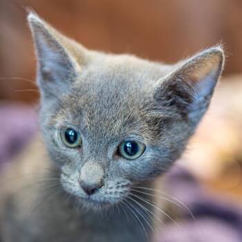 Pebbles -  Domestic Short Hair Cat for Adoption in Emporia, Kansas - Pebbles | PetCurious