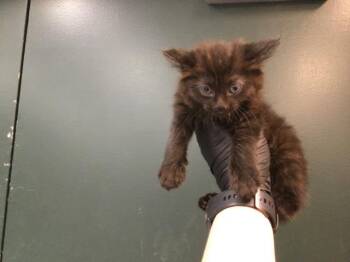 Domestic Medium Hair Cats Available for Adoption in Thousand Palms, California - JET | PetCurious