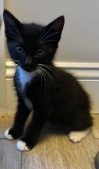 MJ -  Domestic Long Hair Cat for Adoption in Fort Payne, Alabama - MJ | PetCurious