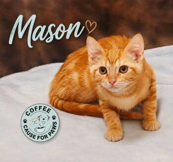 Mason -  Domestic Short Hair Cat for Adoption in Douglas, Georgia - Mason | PetCurious