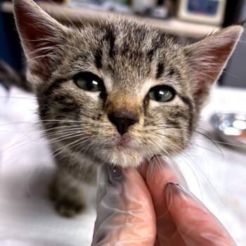 Domestic Short Hair Cats Available for Adoption in Newark, New Jersey - Rikki Tikki | PetCurious