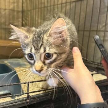 Hisserina -  Domestic Short Hair Cat for Adoption in Stephenville, Texas - Hisserina | PetCurious