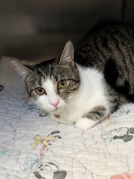 Domestic Short Hair Cats Available for Adoption - Potato | PetCurious