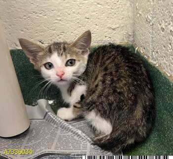 ROBIN -  Domestic Short Hair Cat for Adoption in West Palm Beach, Florida - ROBIN | PetCurious