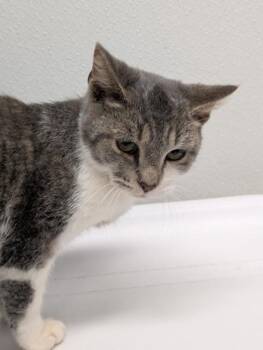 Rescue Domestic Short Hair Cats for Adoption in West Chester, Pennsylvania - Snowball | PetCurious