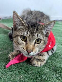 Cooper The Cat-One of our Amazing Rescue Dogs -  Tabby and Domestic Short Hair Cat for Adoption in Carlsbad, California - Cooper The Cat-One Of Our Amazing Rescue Dogs | PetCurious