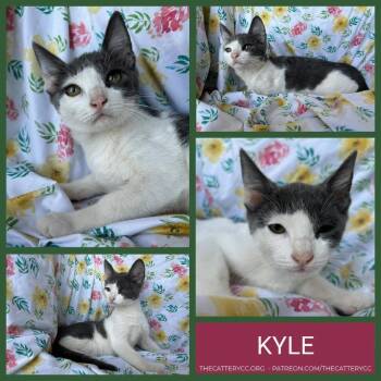 Kyle -  Domestic Short Hair Cat for Adoption in Corpus Christi, Texas - Kyle | PetCurious
