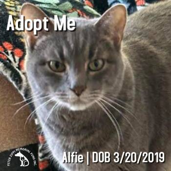Alfie -  Tabby and Domestic Short Hair Cat for Adoption in Hermosa Beach, California - Alfie | PetCurious