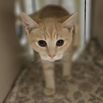 Macie -  Domestic Short Hair Cat for Adoption in Oakland, California - Macie | PetCurious