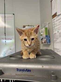 Domestic Short Hair Cats Available for Adoption in Bolivar, Missouri - Genesis | PetCurious