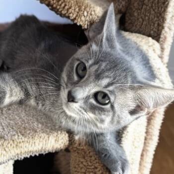 Rescue Domestic Short Hair Cats for Adoption in Brownsboro, Alabama - Hydrangea | PetCurious