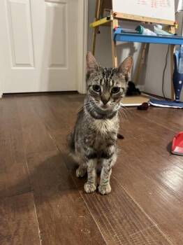 Rescue Domestic Short Hair and Tabby Cats for Adoption in Liverpool, Texas - Diamond | PetCurious