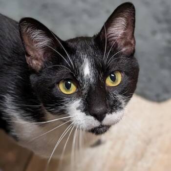 Domestic Short Hair Cats Available for Adoption in Jefferson, Wisconsin - Koko | PetCurious