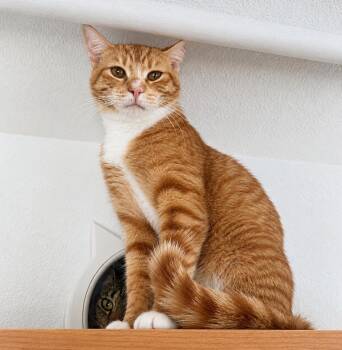 Penobscot (Penn) -  American Shorthair Cat for Adoption in Lakeland, Florida - Penobscot (Penn) | PetCurious